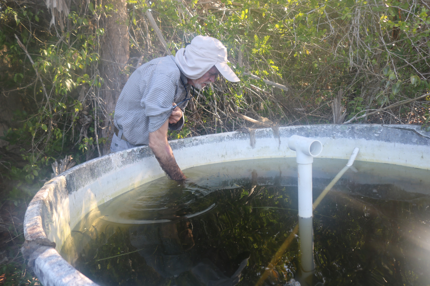 A man in a cap and plaid shirt reaches his hand into a white pool filled with green water and vegatation.